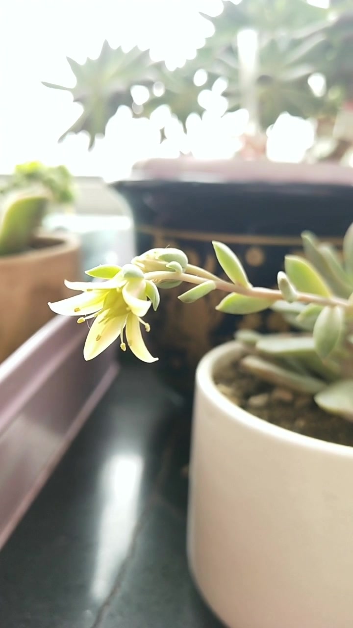 所有的多肉植物都会开花吗?你家的多肉开花了吗?