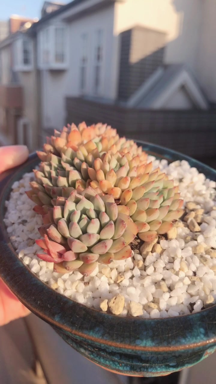 莱恩小精灵景天科拟石莲花属的多肉植物: