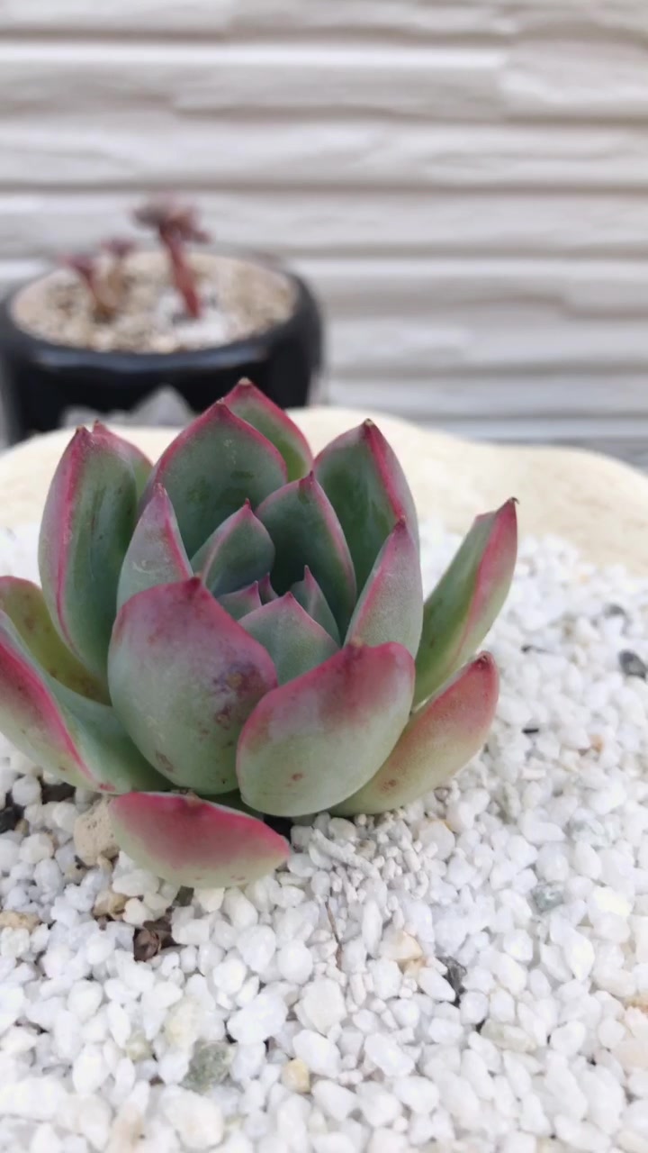 荷花景天科拟石莲花属的多肉植物