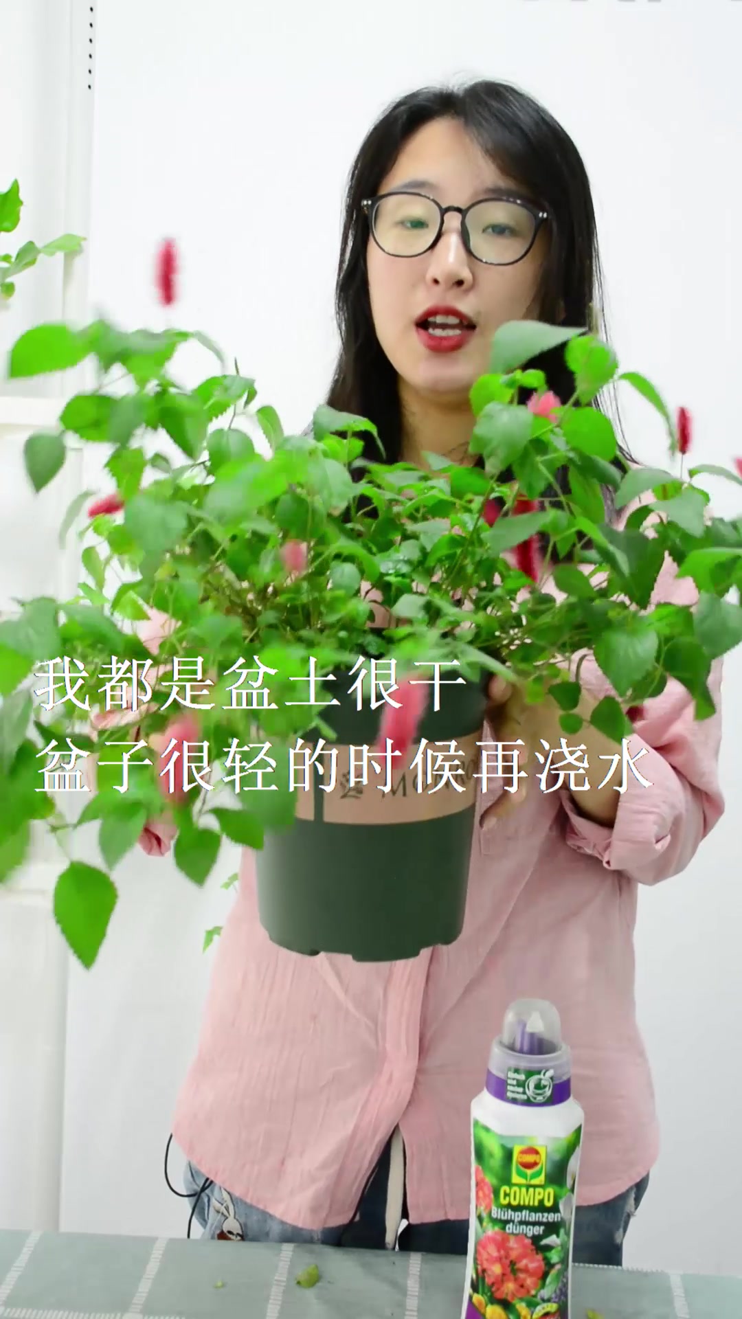 这种花不仅好养,而且花期长达200多天