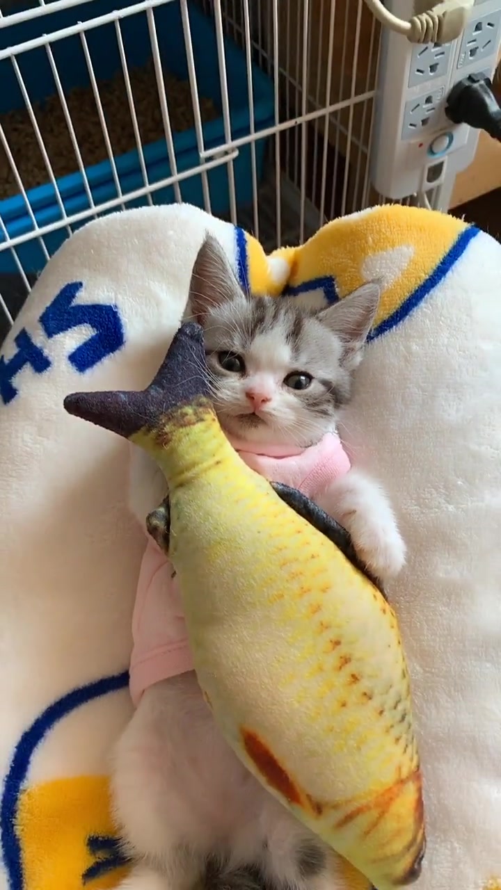 小奶猫抱着它的小鱼干,一脸不相信的表情,我不是在做梦吧!