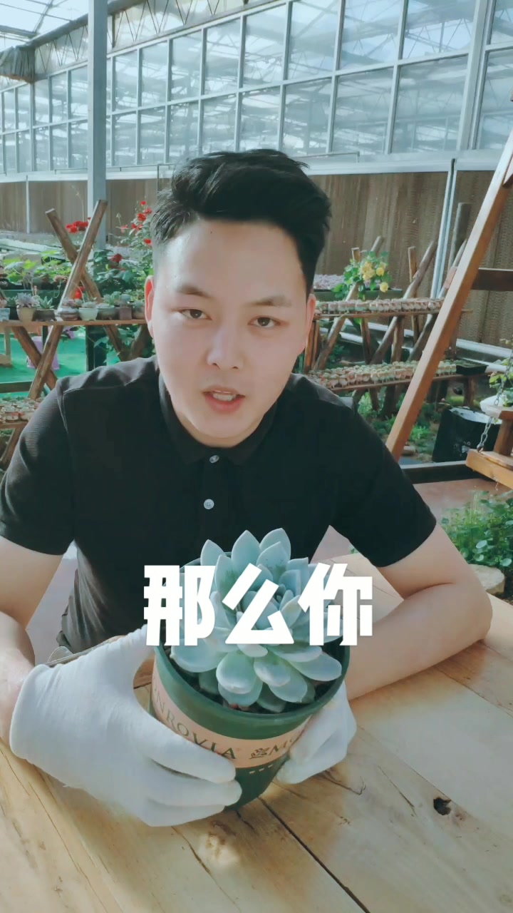 多肉植物怎么养护?