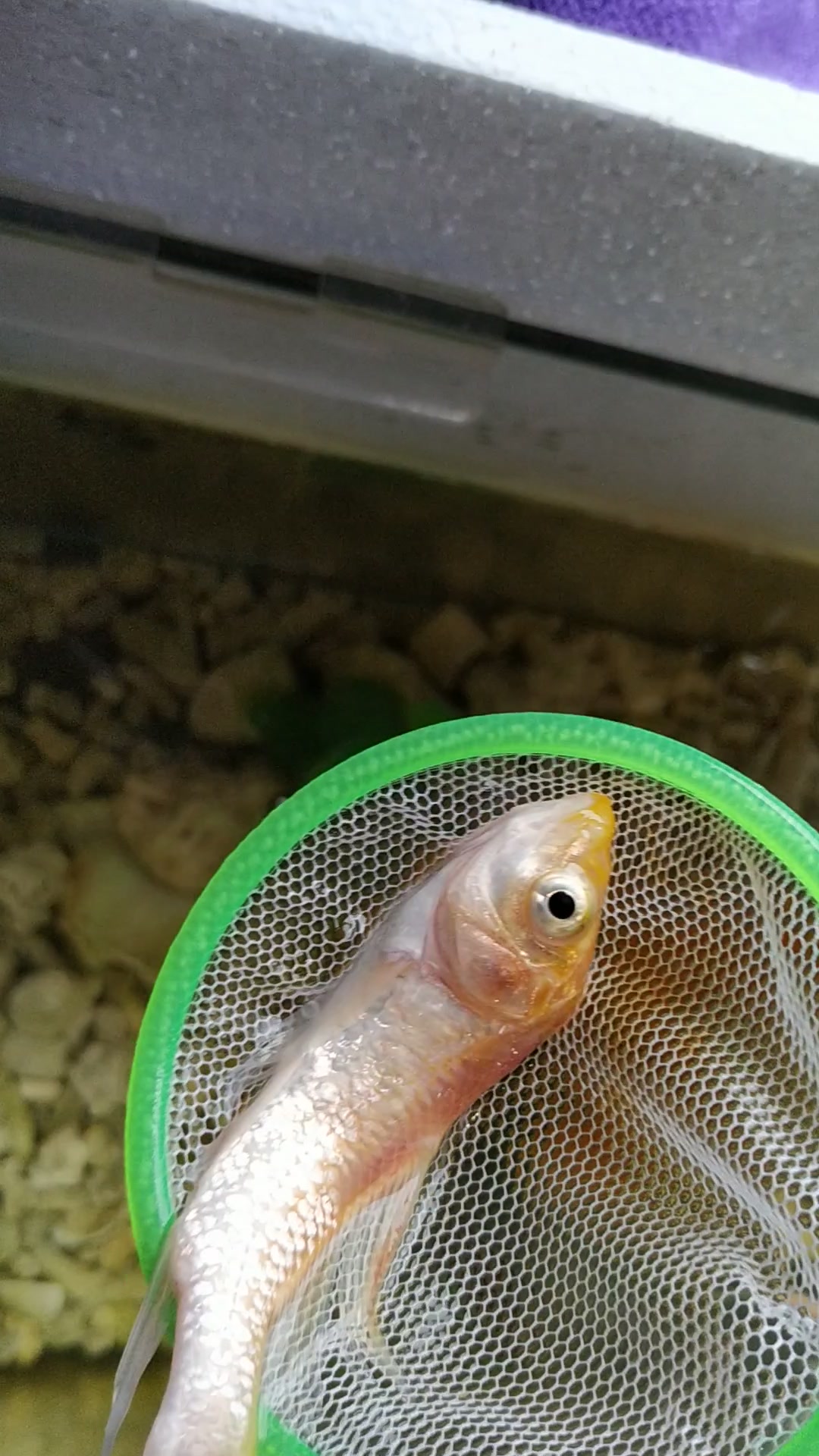 这条金鱼,这条老头鱼,是病倒的哦,病因不详!背上鱼鳞掉了一片