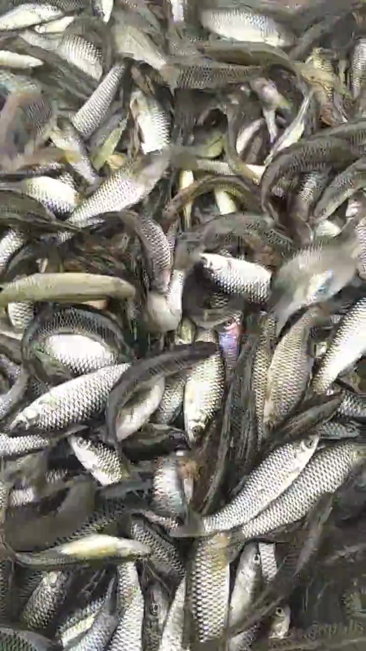 这种长不大的野生小鱼,池塘里真是多