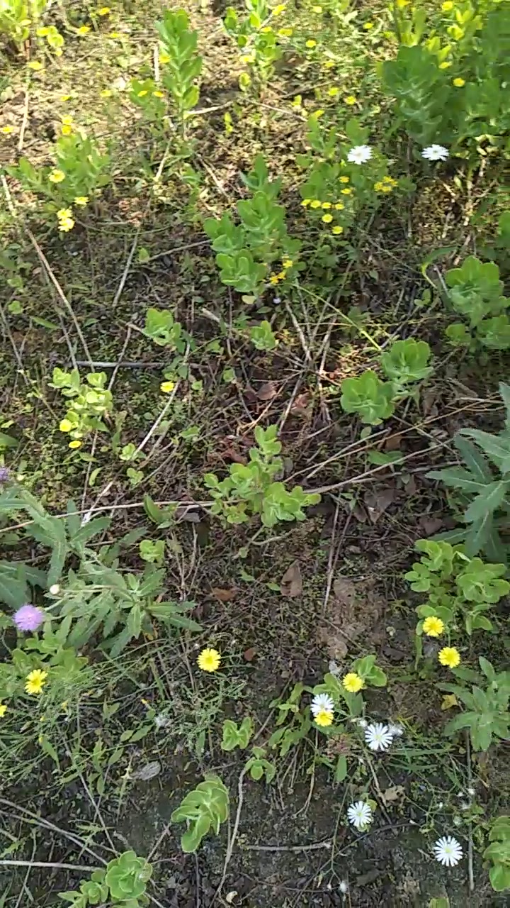 开紫色花的是中药材小蓟
