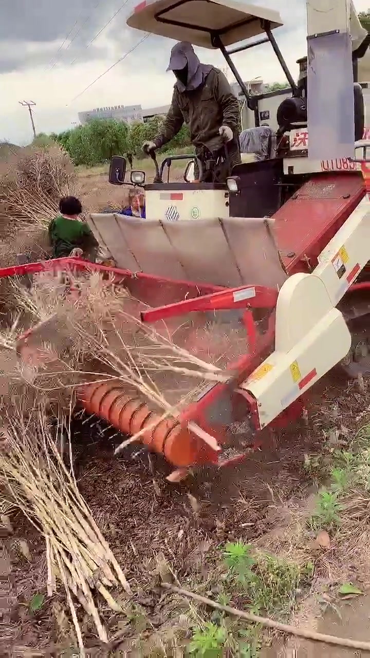 油菜籽收割机器,听说这样收割明年不用播种,真的这么厉害吗?