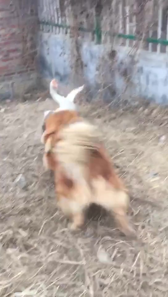 头一次见,大白鹅和藏獒打架,战况太激烈,看样子很难分胜负啊!