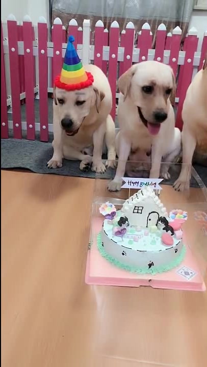 拉布拉多老大和老四过生日,主人问老四蛋糕谁先吃,它却打瞌睡了