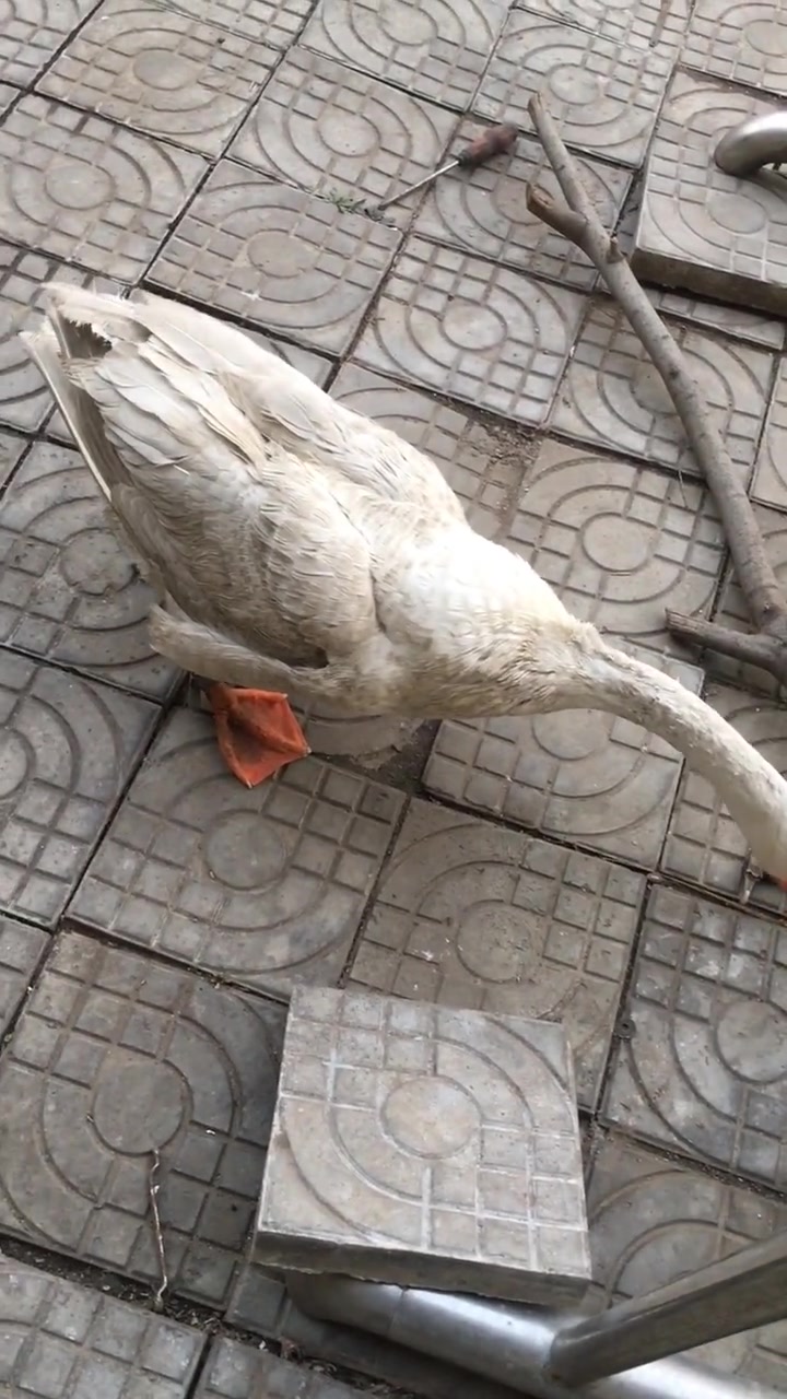 大白鹅和狗子打架,得了便宜就跑,接下来一幕,网友:成精了!