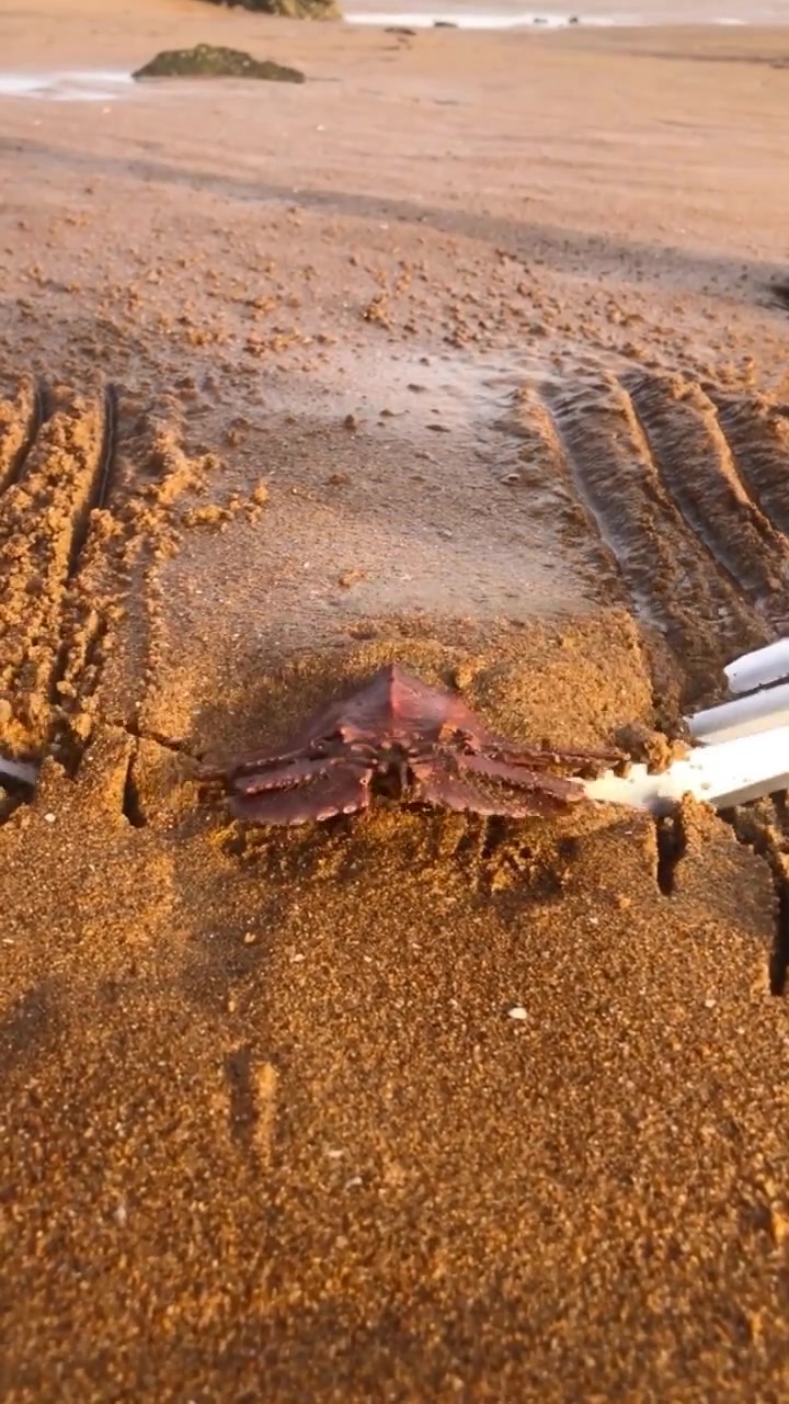 小伙在沙滩上,用工具随便刨一刨,没想到竟然发现了琵琶虾