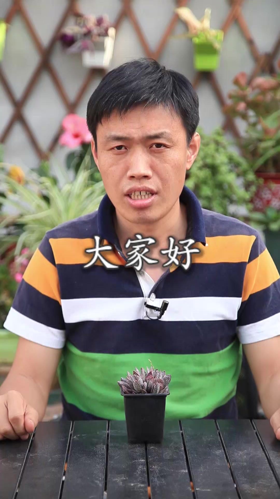 简单地说下水泡多肉,赤兔的繁殖注意事项