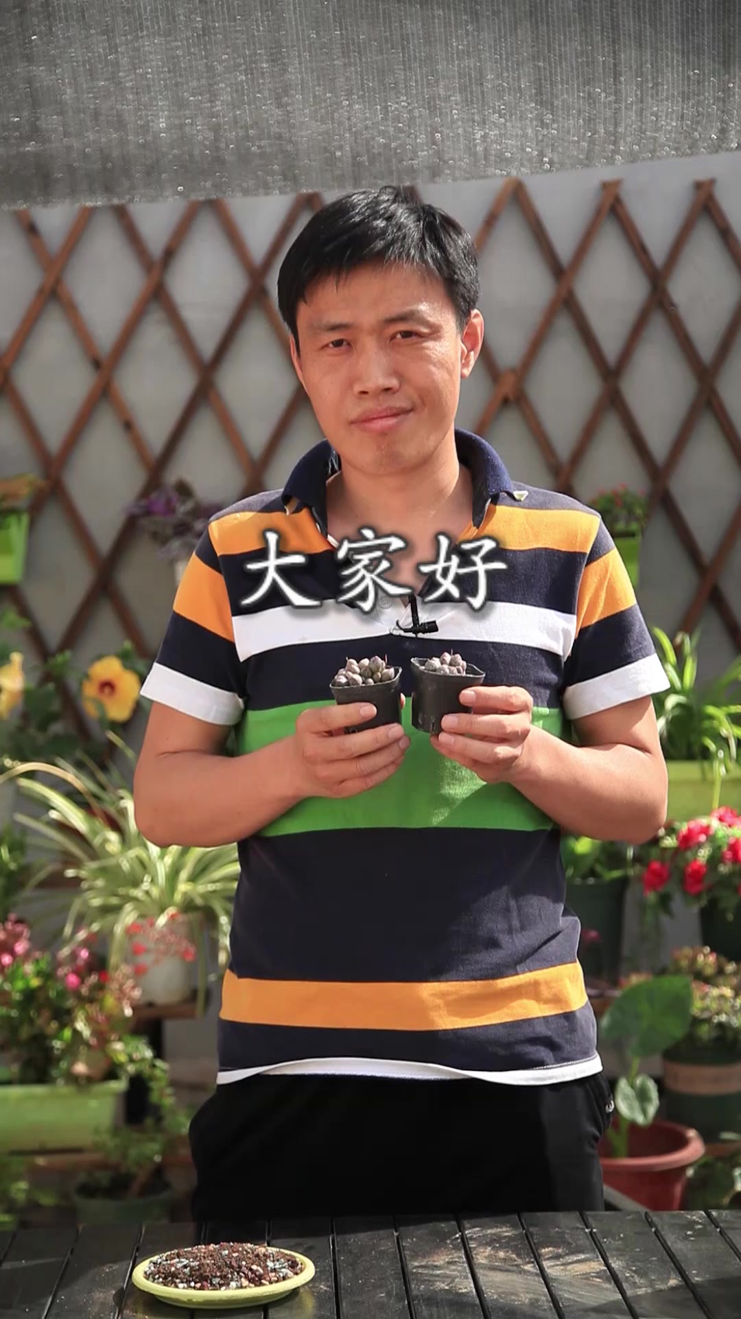 玛丽安水泡,多彩鹅卵石,养护简单易上手