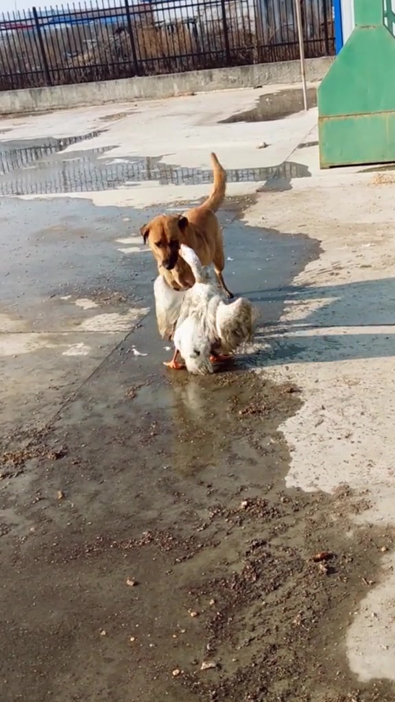 大白鹅和中华田园犬打架,本以为它会一招锁喉,下一刻看错你了
