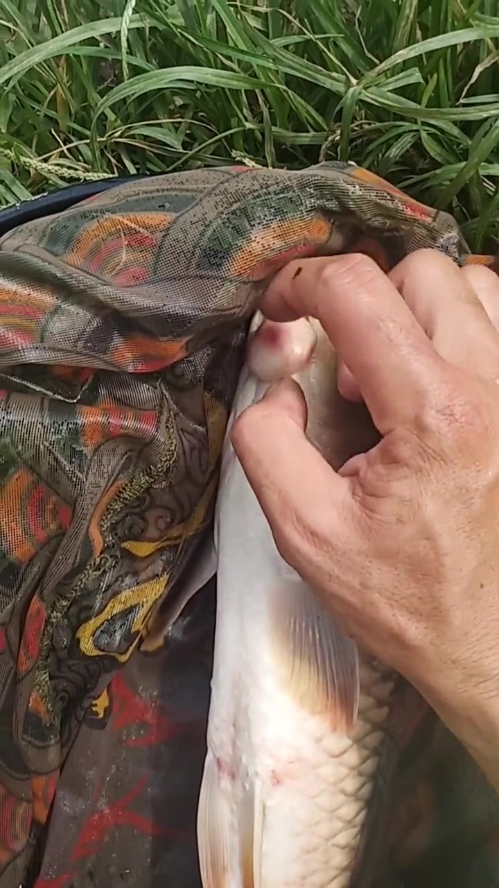 男子在河里钓到一条鲤鱼,看到嘴巴上长了肿瘤,回家都不敢吃了!