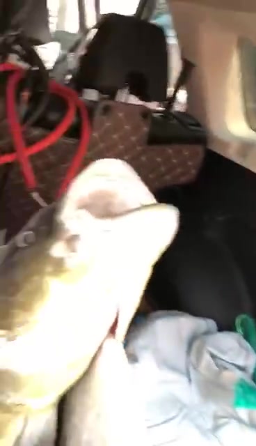 海钓的收获,看看有哪些品种