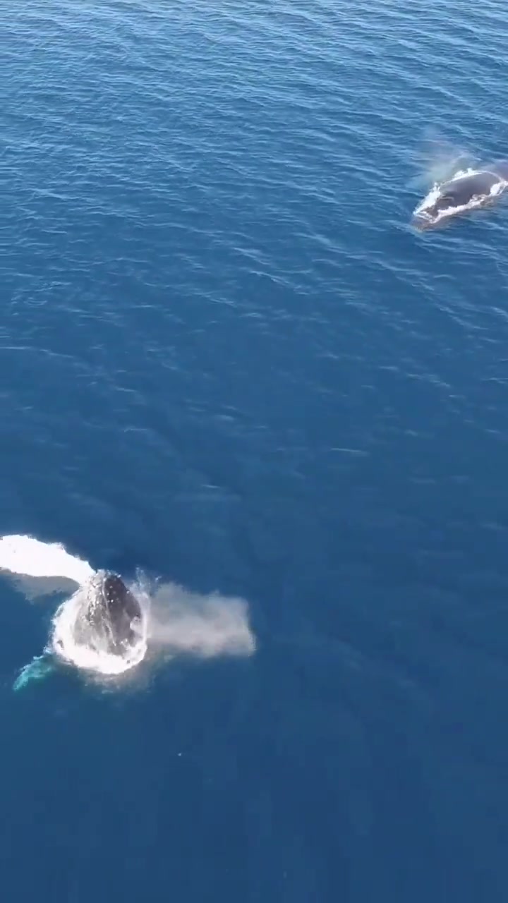 鲸鱼出水的一瞬间,有点太震撼了