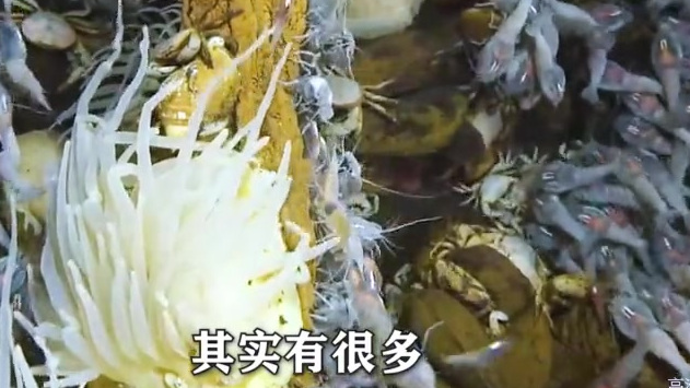 【首次曝光!“深海勇士”号公布海底2000米生物高清视频】庞大的盲虾群,生活在海底热液喷口
