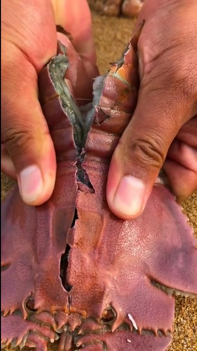 大哥在海边解剖琵琶虾,外壳非常的坚硬,没想到里面还挺肥!