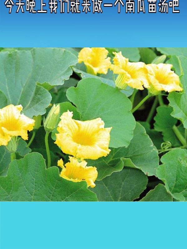 养生美味南瓜苗汤