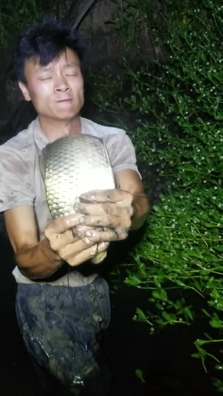 男子杂草沟里抓到野生大鲤鱼,看着有3斤多重,煎着吃不错!