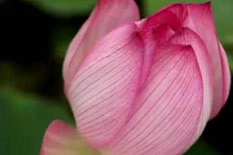 【云南夏日荷花宴:花藕莲子全是菜,连荷叶都能炒蛋】云南澜沧县,夏日莲花开,娇美的花朵在翠绿