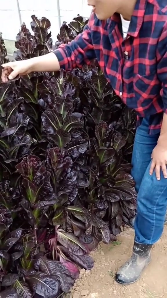 这种蔬菜能长一米高,天天掰叶子都吃不完