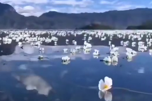 被朋友圈的泸沽湖“水性杨花”刷屏了,水性杨花就是海菜花,国家三级保护植物,只会在没有污染的