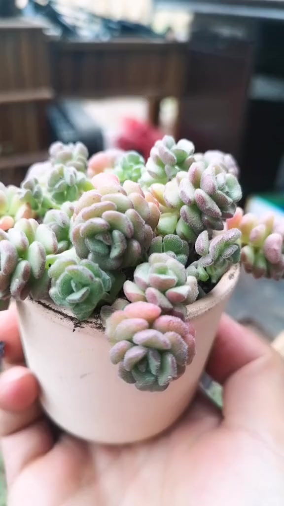 云南多肉植物种植 春之奇迹
