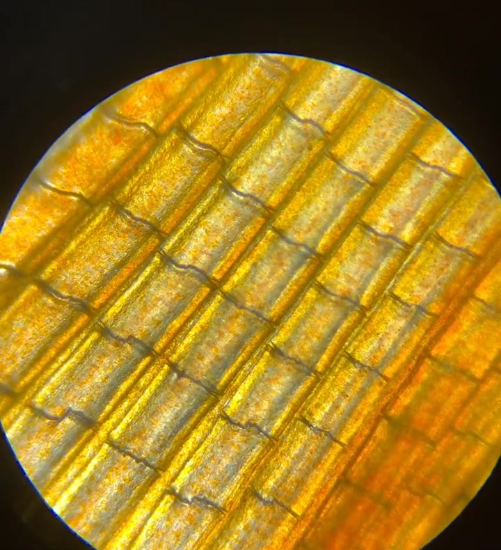 把小金鱼拿到显微镜下,放大后看到这一幕,简直不要太漂亮!