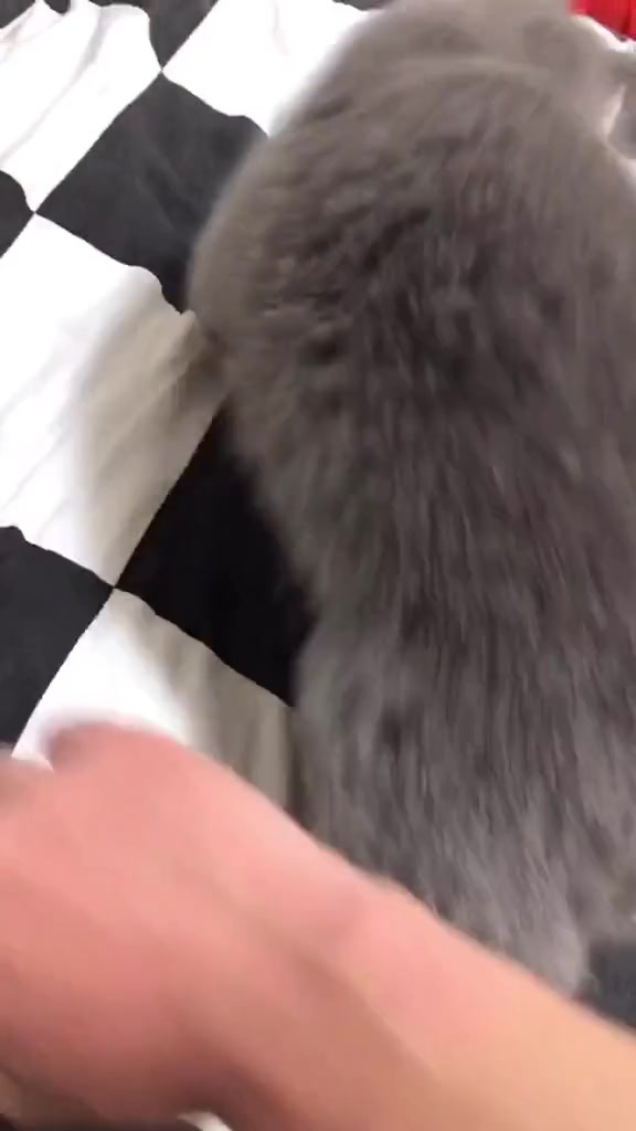 来人啊,一起喝猫肉汤!哈哈哈
