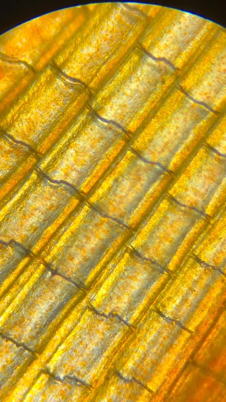 被放大后的金鱼,里面的结构,让我大吃一惊,瞬间被它雷到了!