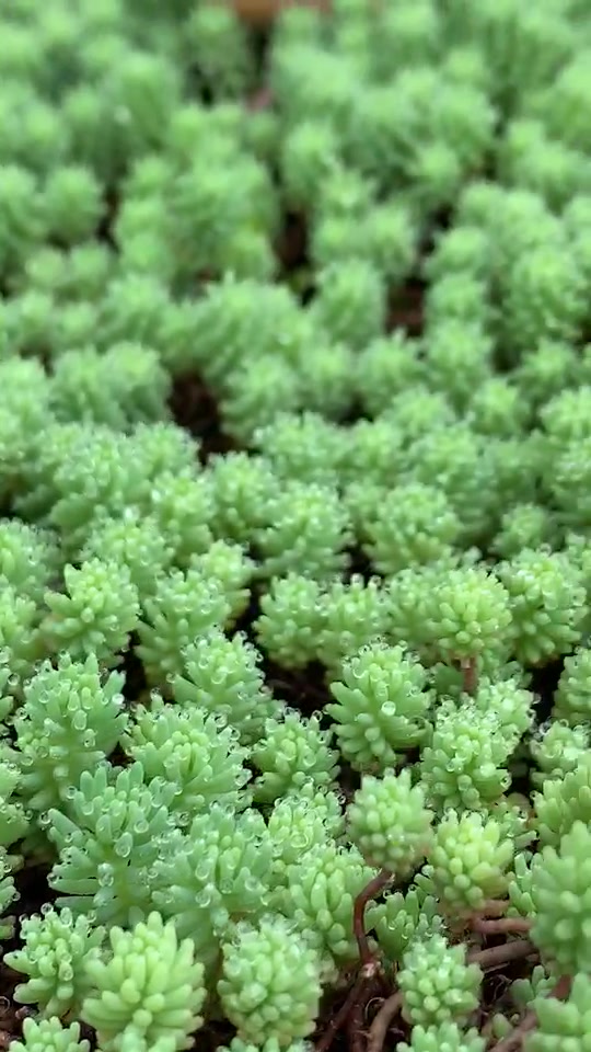 多肉植物雨后叶片上的水滴就像一个新世界