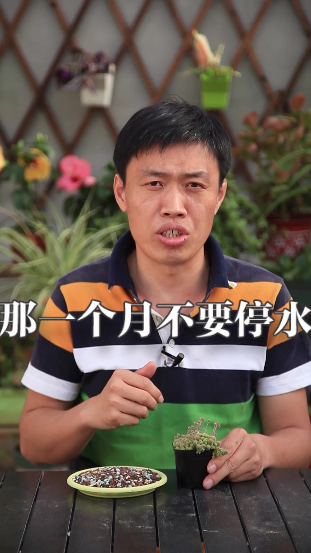 瑞典魔南,最丑的多肉之一,度夏需要技巧