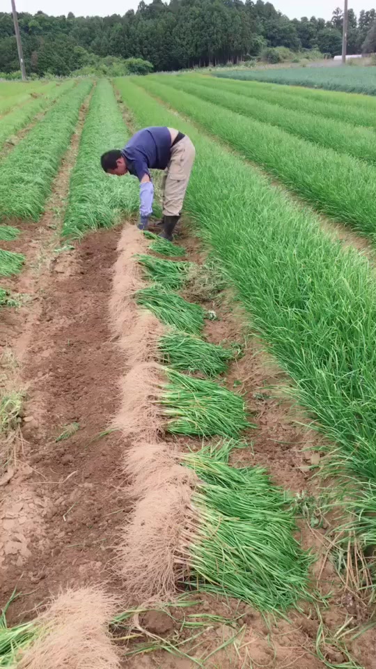 看看这韭菜苗长的怎么样,这么一大片的地,慢慢弄吧