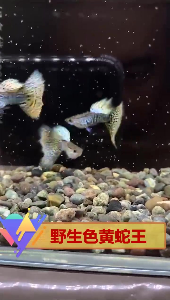梦寐以求的S级孔雀鱼