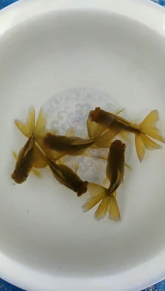 凤尾绒球,待变色,会变成红色,6cm左右