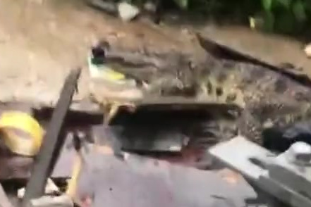 【暴雨后武汉街头惊现1.5米长鳄鱼,武汉动物园辟谣:不是我们的】2019年6月21日,湖北