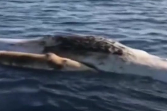 意大利:一对抹香鲸母子丧命渔网。