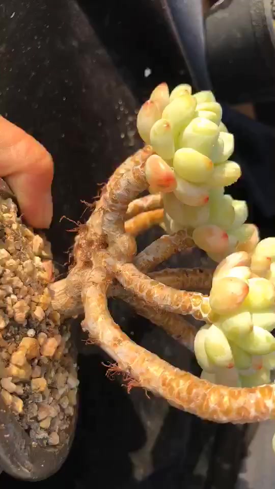 一入罗琦深似海,其他多肉是路人