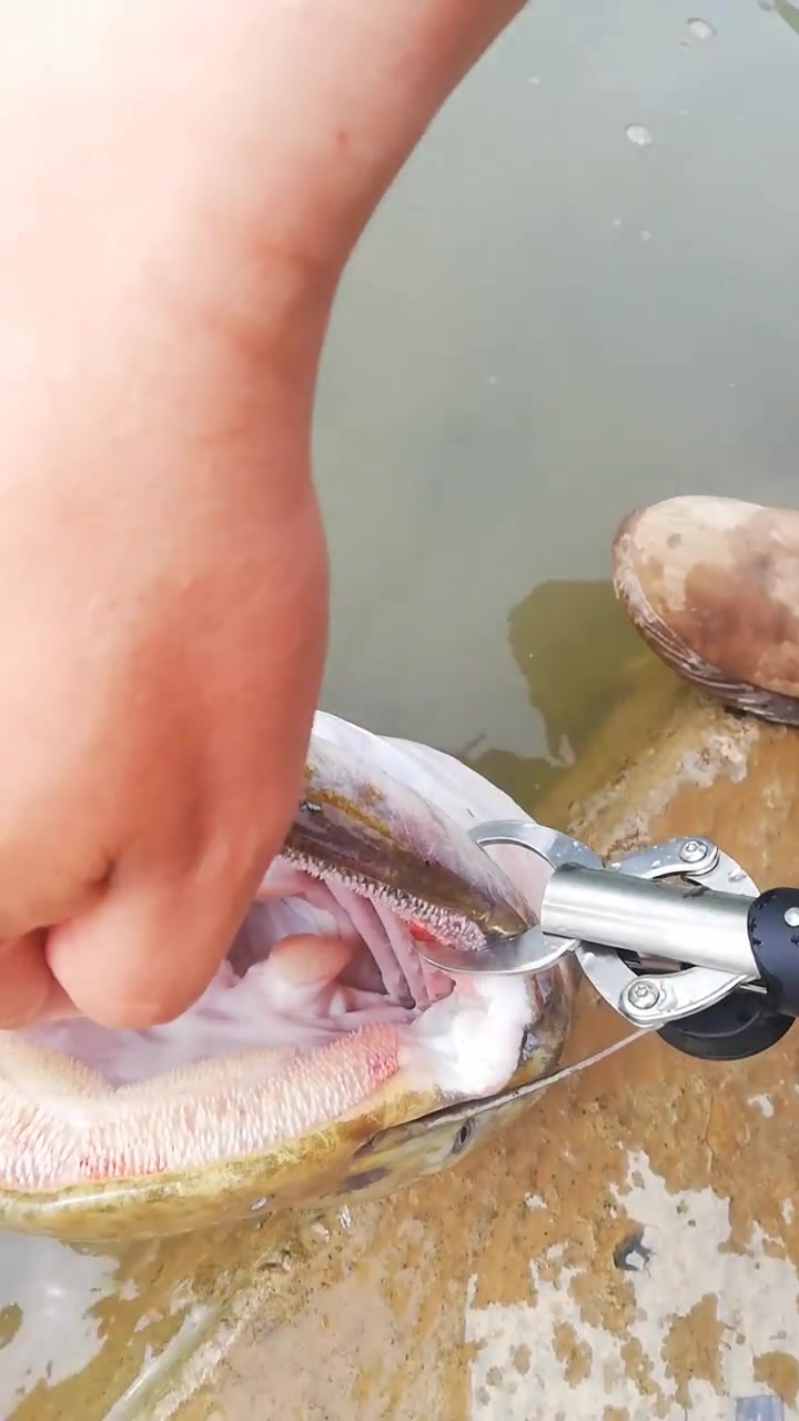 男子河边钓到野生大鲶鱼,这大嘴里面的小牙,长得密密麻麻!
