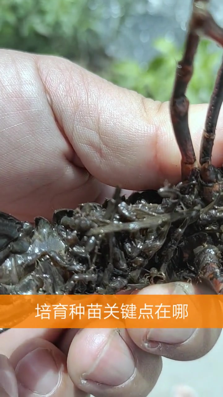 吃了这么久小龙虾,第一次知道小龙虾是怎么产子的!看完长知识了