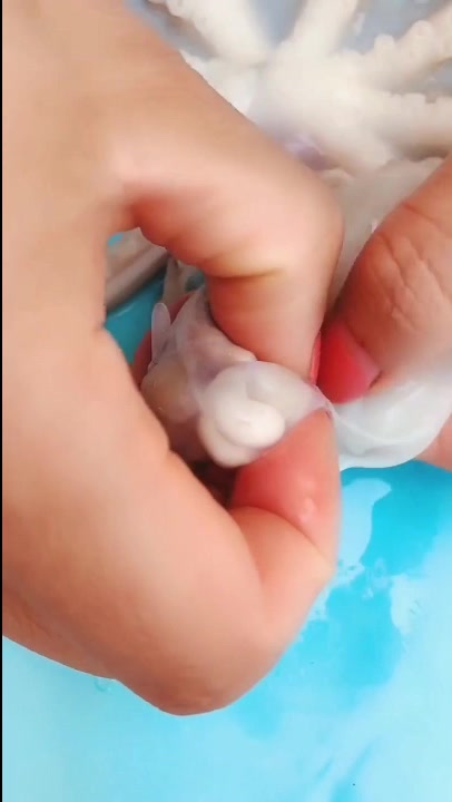八爪鱼的头部究竟藏了什么样的秘密?