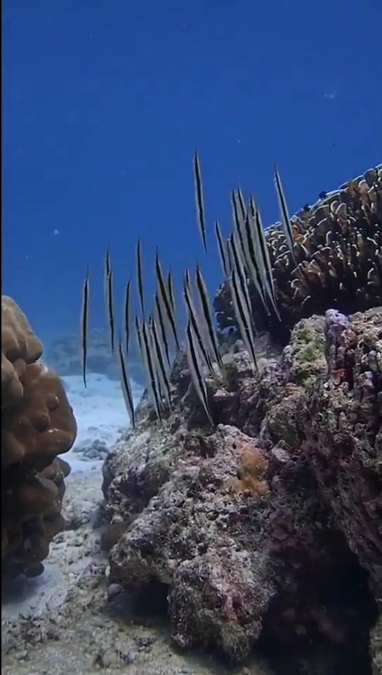 传说中的刀片鱼,居然是竖着游泳的