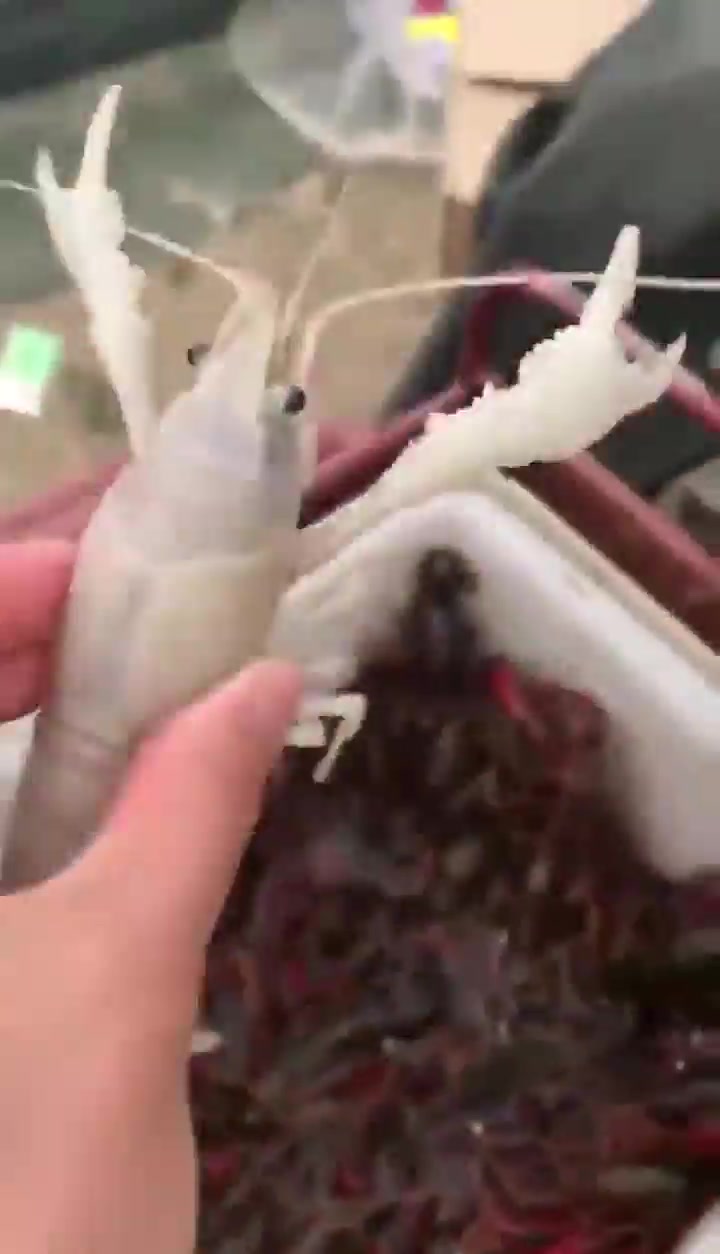 白色的小龙虾还是第一次见到,这样的小龙虾算是什么品种
