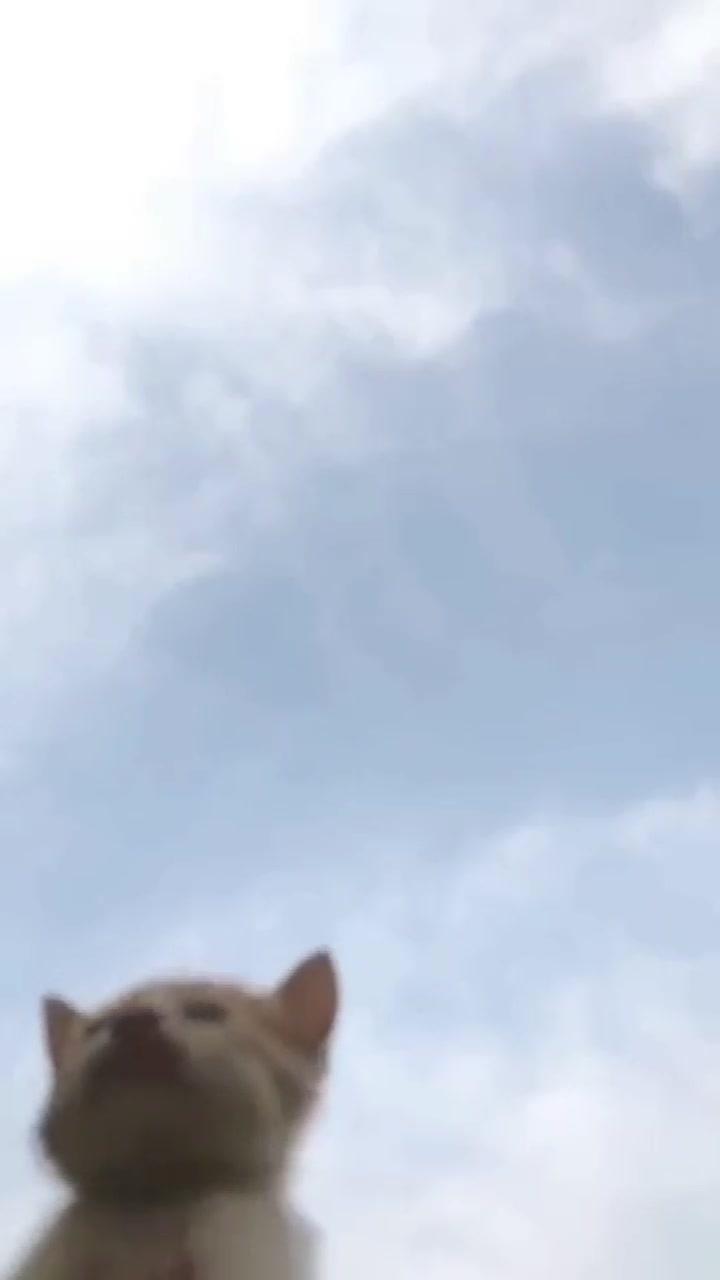 这幅画要是整好了,小鱼干管够,那就包在本喵身上了