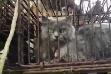 【拦截运猫车!700只猫被运往外地当食材】6月28日南京江宁,民警截获一辆可疑小货车。车上