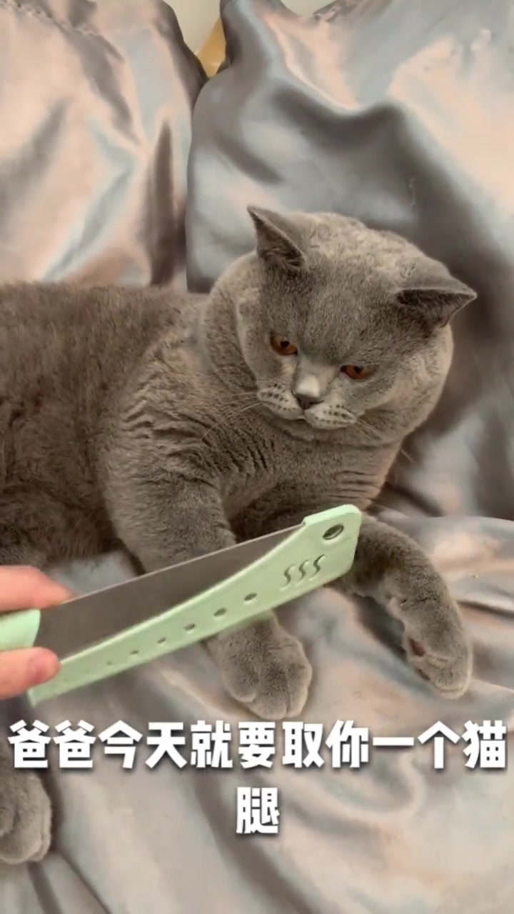 铲屎官说要炖猫肉汤,下一秒猫咪的动作,没想到反应还挺快的!