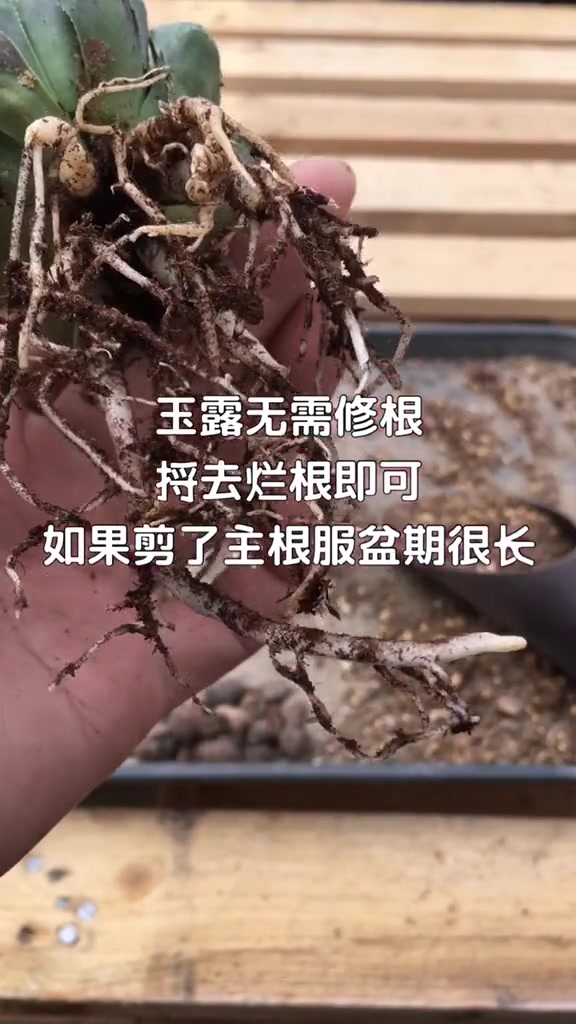 玉露修根上盆,学会这一招,多肉一定越长越美!