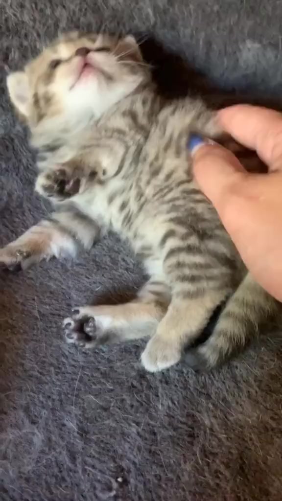 主人:你是给了钱就可以摸的猫咪吗?小奶猫反应好搞笑!