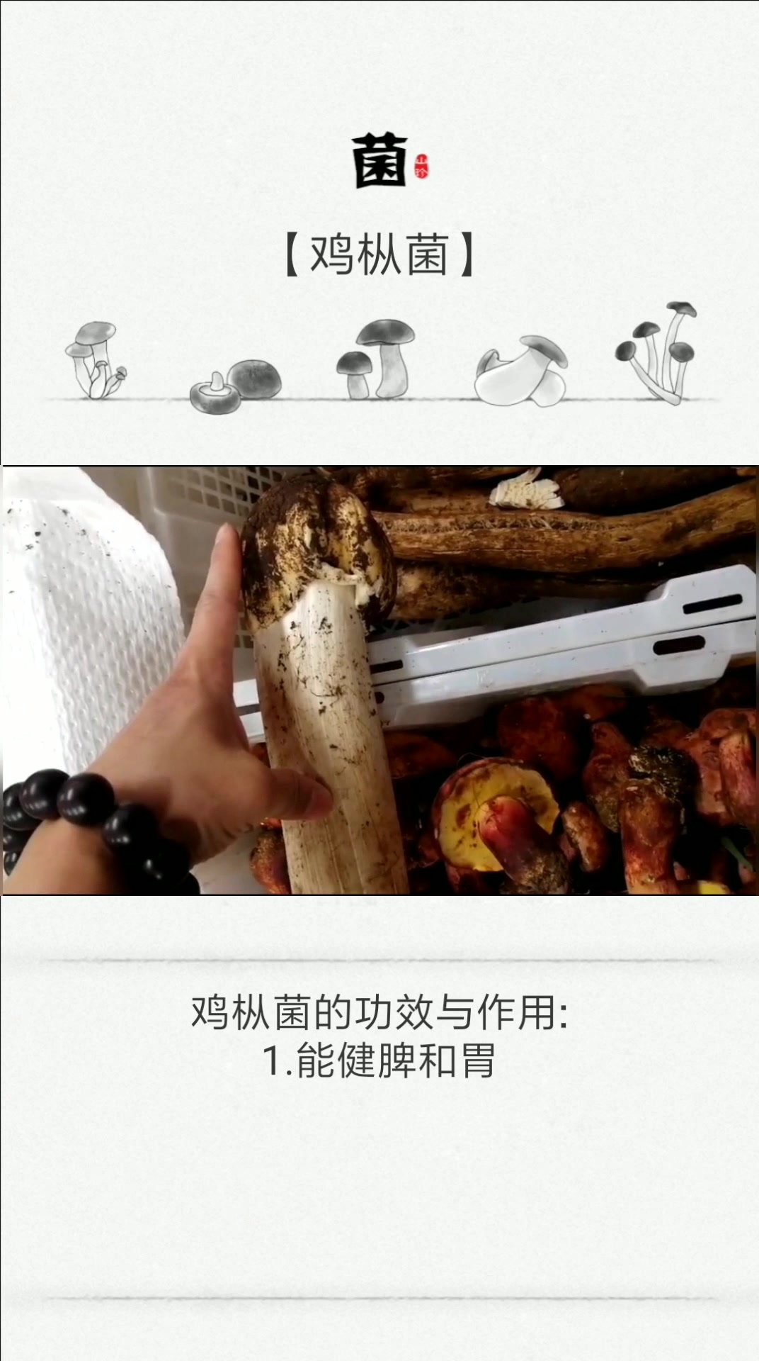 鸡枞菌,四大菌王之一